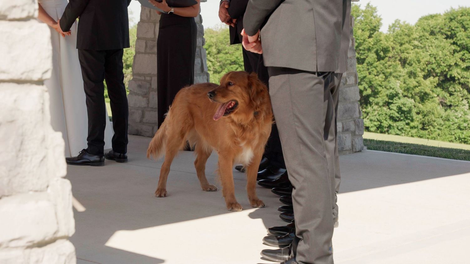 A golden retriever dog mingles with guests at an outdoor wedding venue.