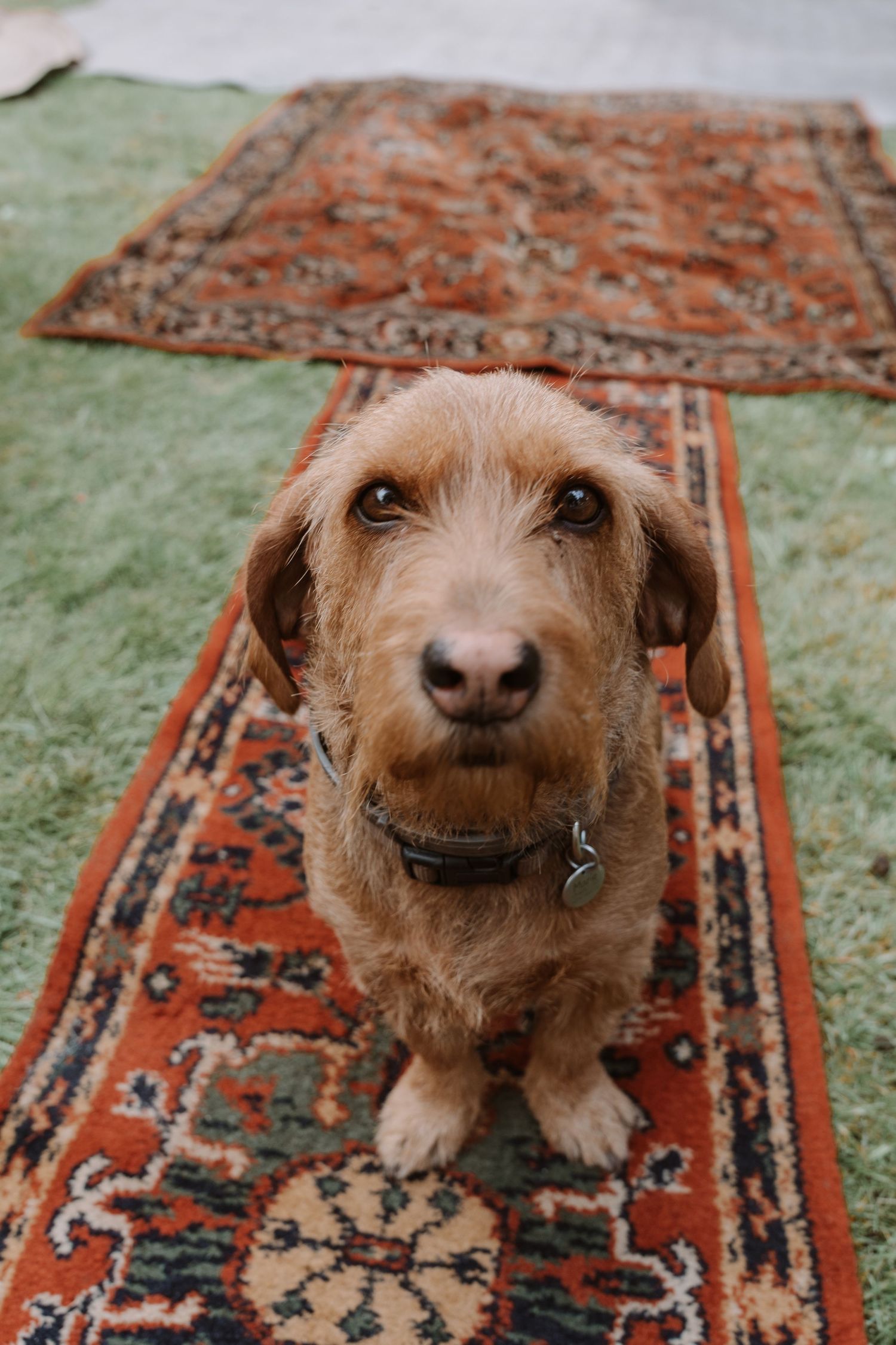 Close-up portrait of a smiling brown dog on a vintage patterned rug.