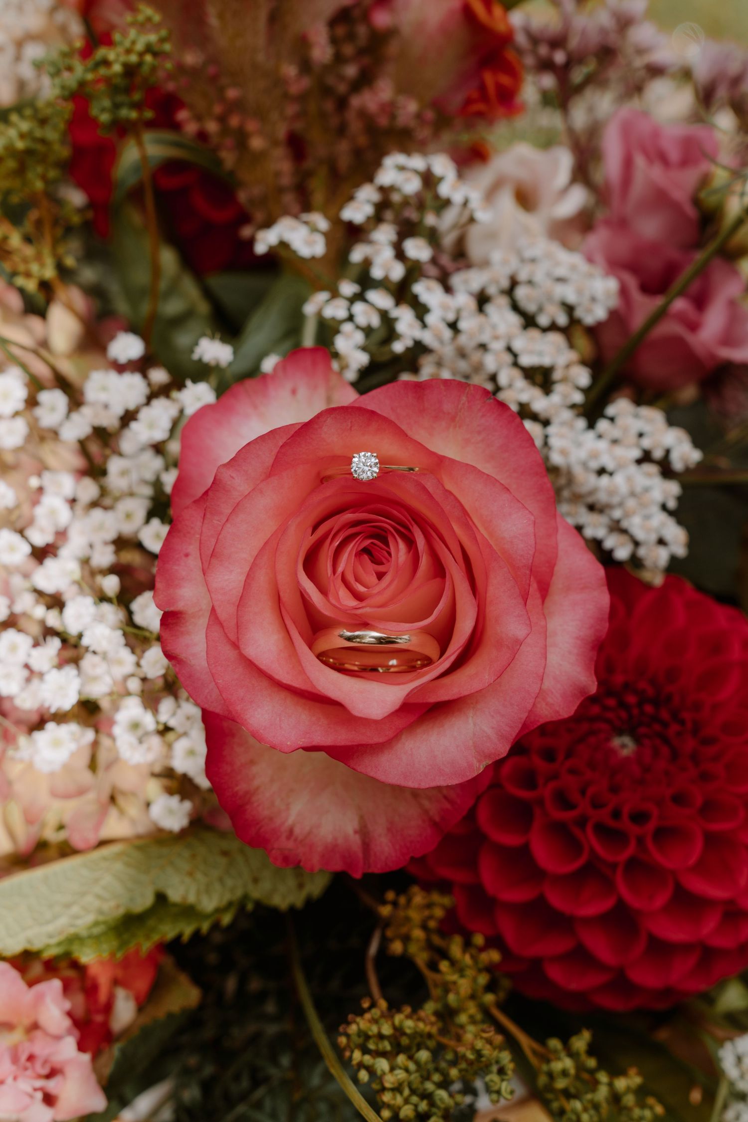 Wedding rings nestled in pink roses with delicate baby's breath flowers.