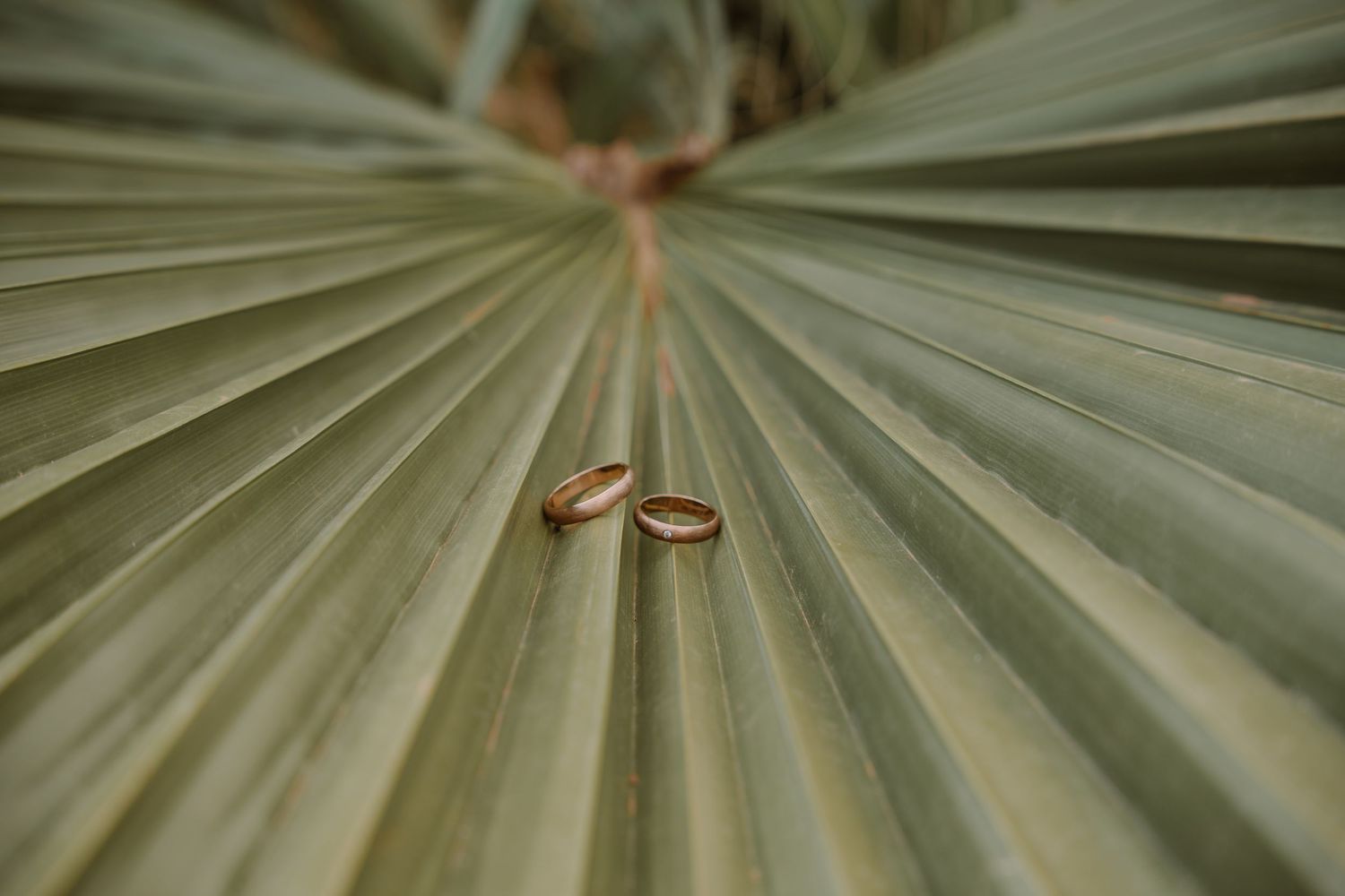 Wedding rings artistically placed on green palm leaf with natural texture.