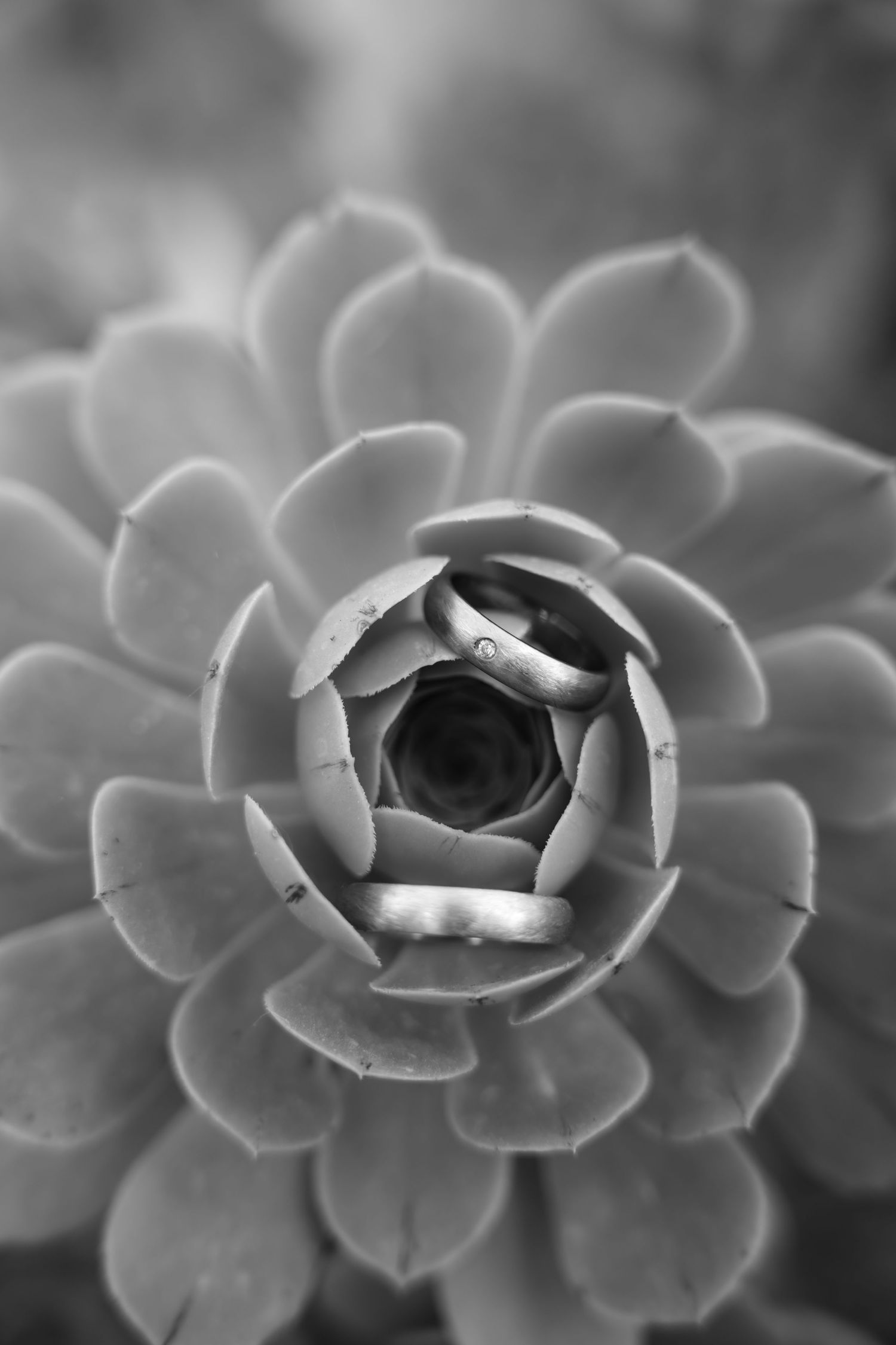 Close-up black and white macro photography of succulent plant petals in a spiral pattern.