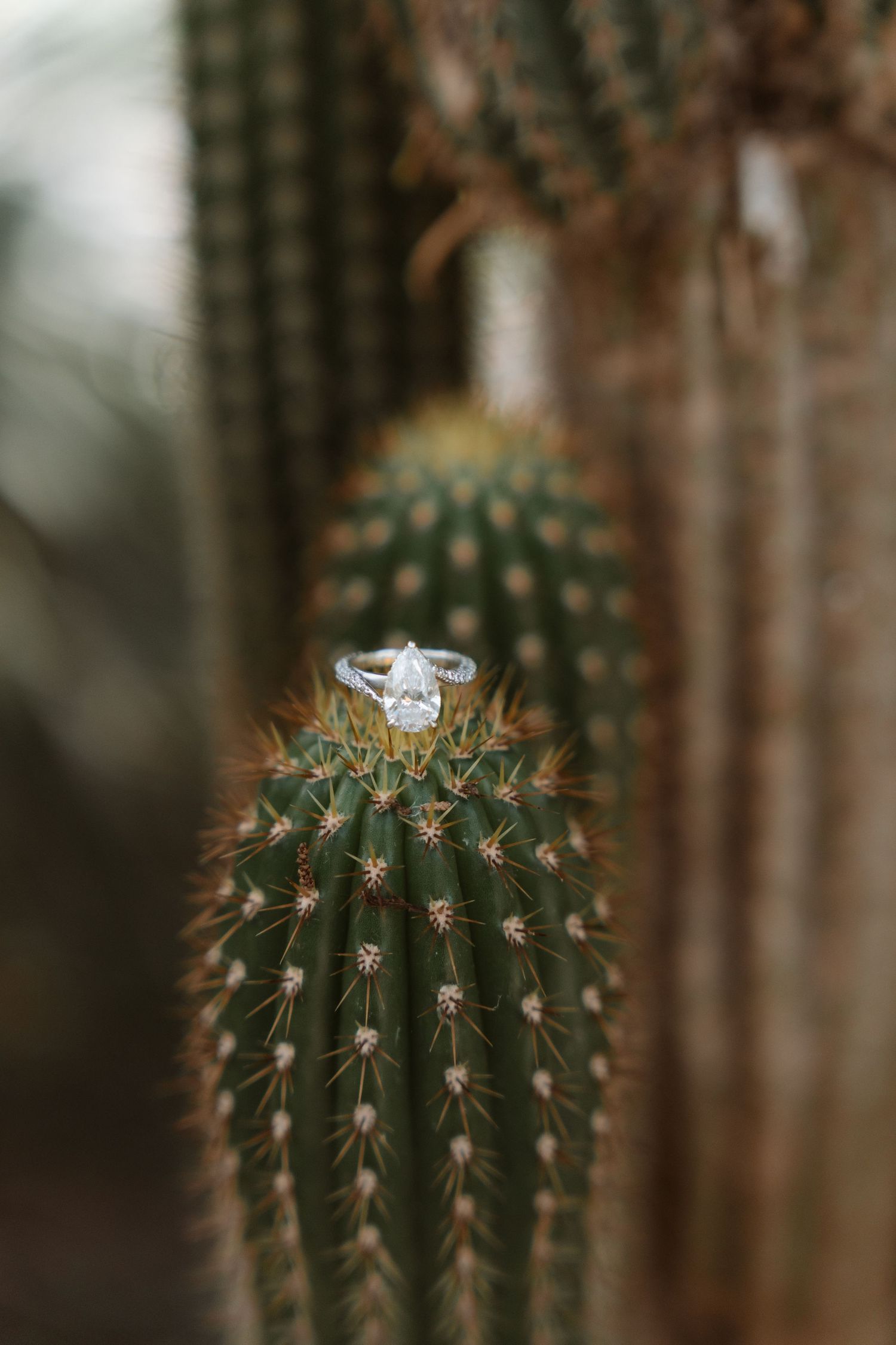 A small white ring perched atop a green cactus with spines, photographed in sequence showing different angles and depths.