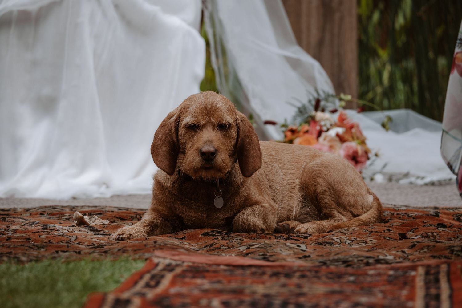 Brown dog resting on a patterned rug during wedding festivities.