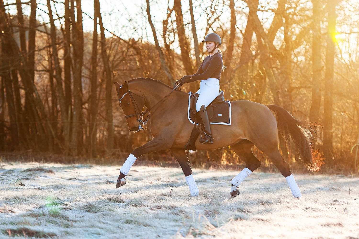 Brun häst av rasen svenskt halvblod och ryttare fotograferade med frost på marken i solnedgången i Lysekil utanför Göteborg.