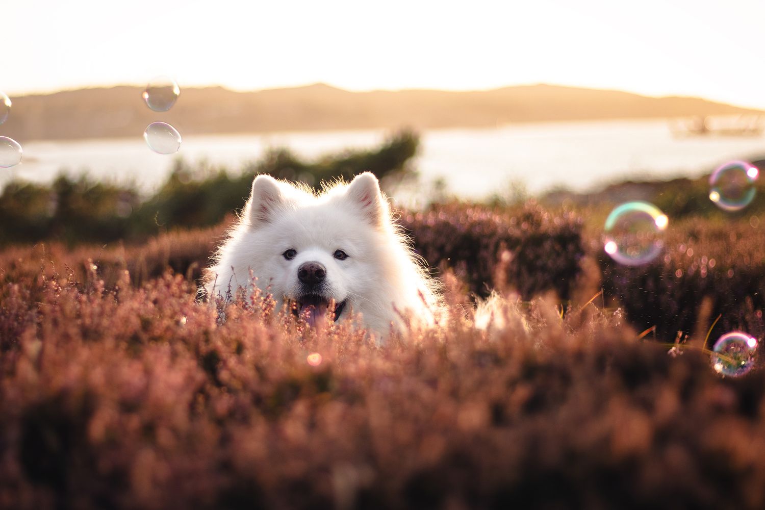 Vacker Samojed fotograferad på Bua sanar utanför Bohus-malmön i solnedgången i dova toner.