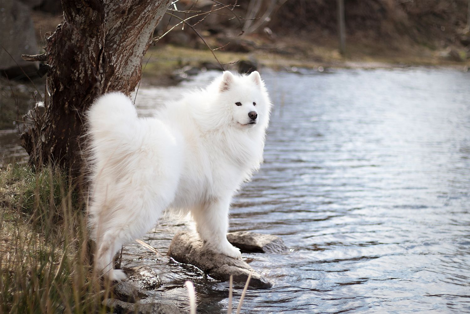Lifestyle-porträtt av en Samojed vid strandkanten i vackert naturligt ljus, lysekil, Göteborg, fotograferad av Cecilia Elgham