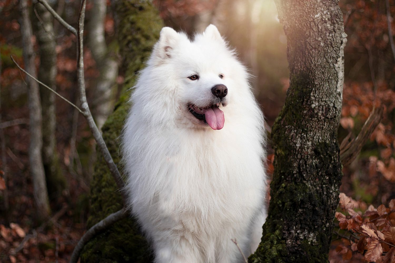 Vacker Samojed fotograferad i magisk skog i solnedgången, Lysekil utanför Göteborg.