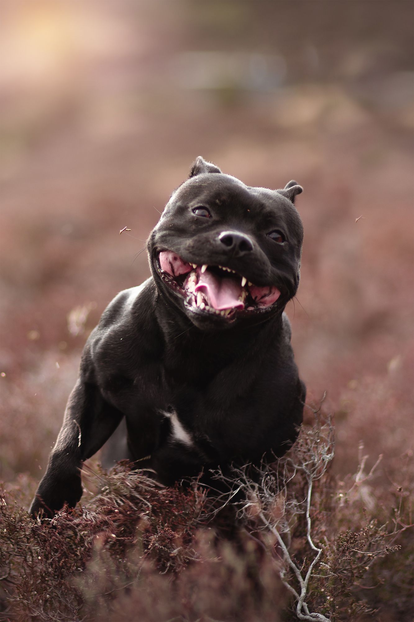 Lycklig Staffordshire bullterrier fotograferad av fotograf utanför Göteborg. Hund som springer igenom ljungen på Bua sanar vid Bohus-malmön.