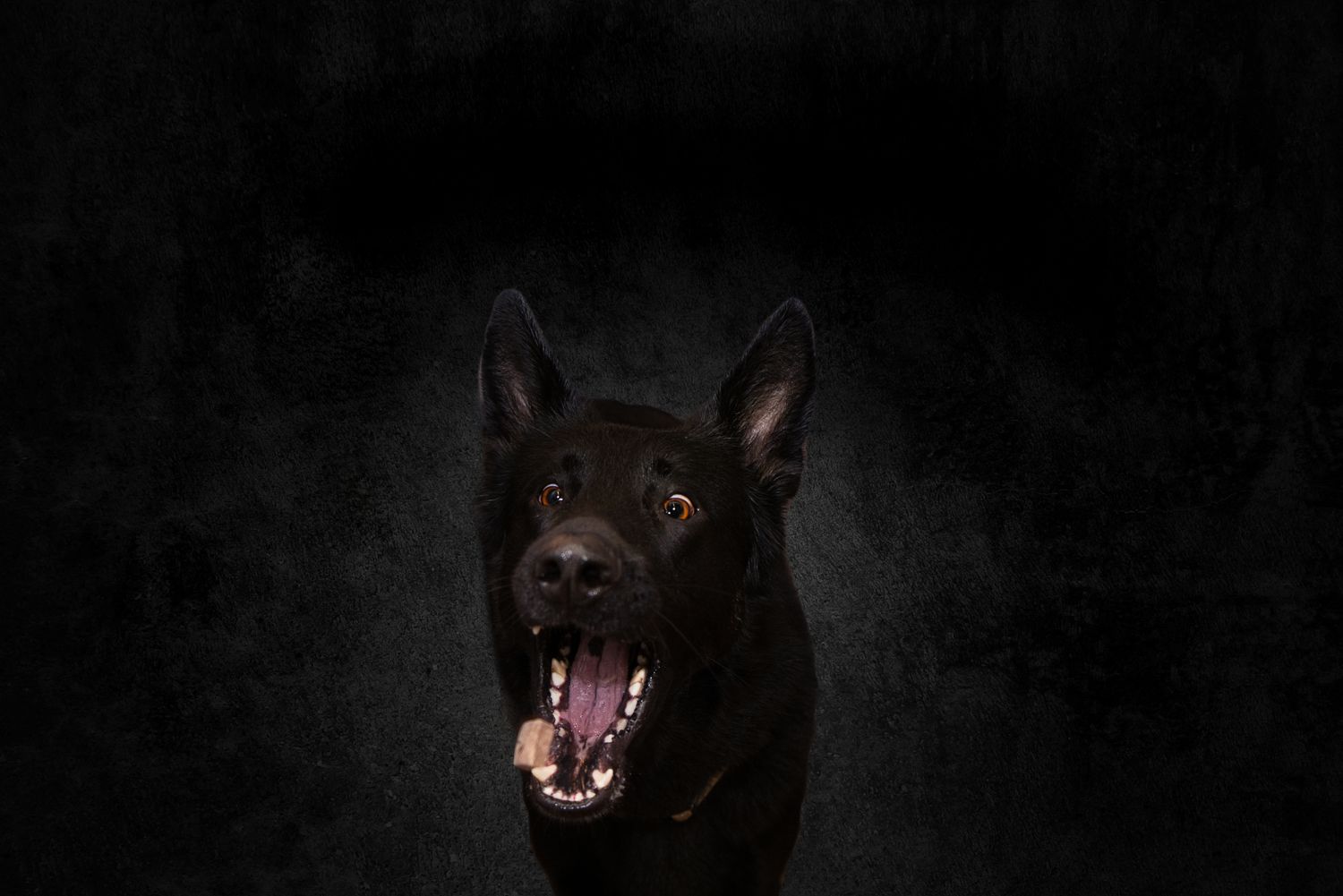 A series of dark photos showing a black cat yawning and making different facial expressions.