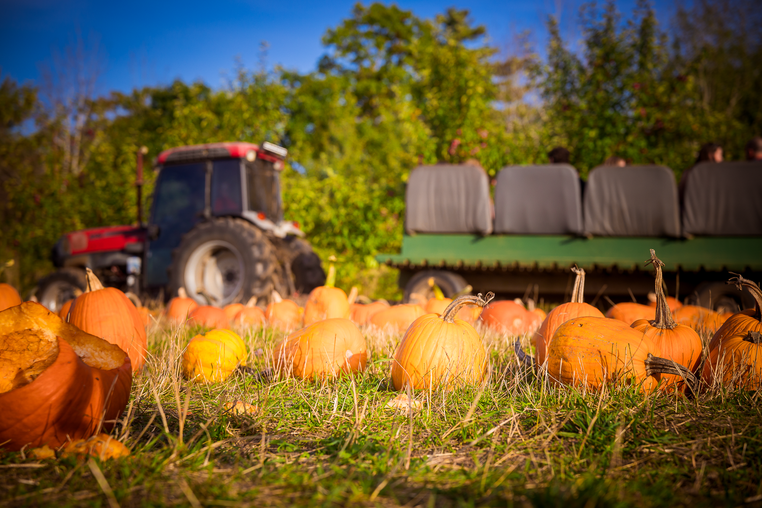 A vivid image of a field of pumpkins with a tractor and trailer with seats driving past in the background, a great fall image