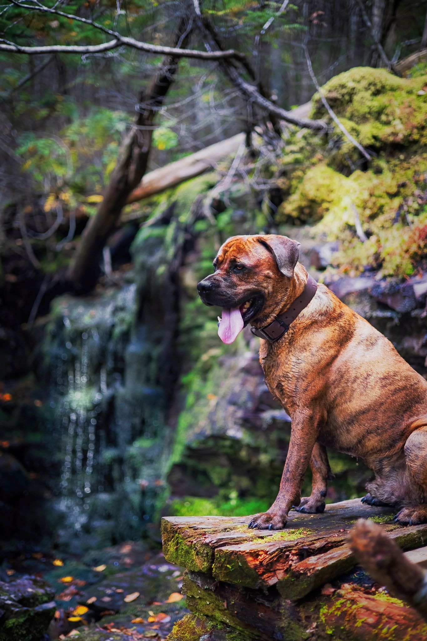 Brown dog sitting on mossy rock ledge near waterfall in forest, Saint John