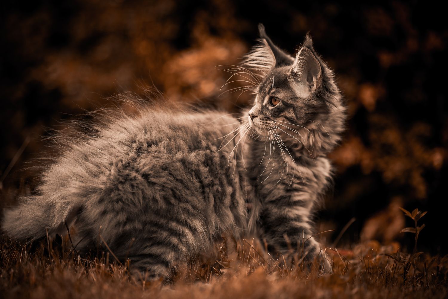 A young fluffy gray Maine Coon cat with long fur and striking features sits in a dramatic dark setting, Saint john