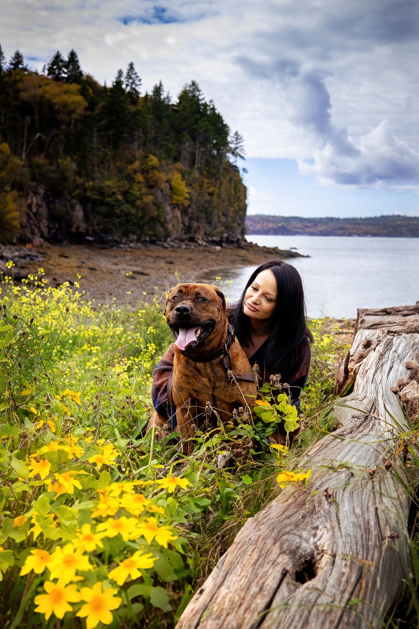 A mastiff looking dog and woman sit among yellow wildflowers on a rocky beach with evergreen cliffs and water in the background, Saint John