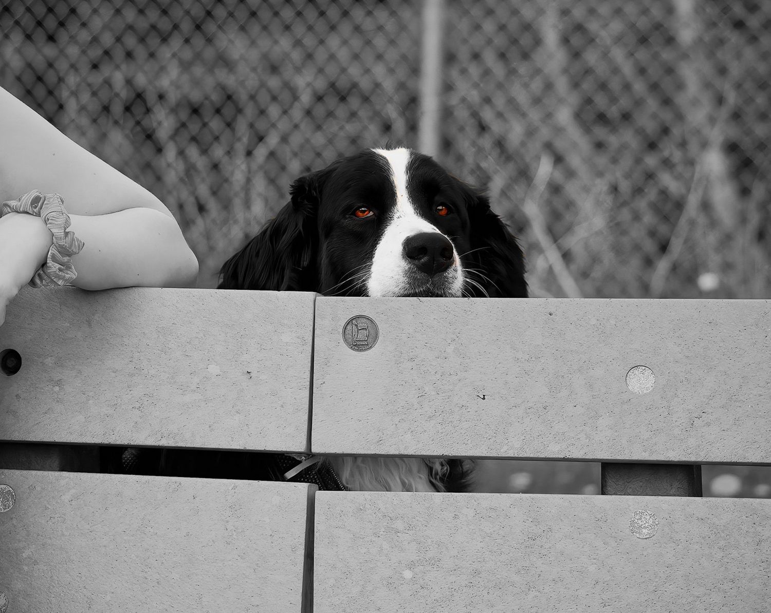 Black and white image of a dog's face with a distinctive white stripe down the center, looking directly at the camera, Saint John Dog Park