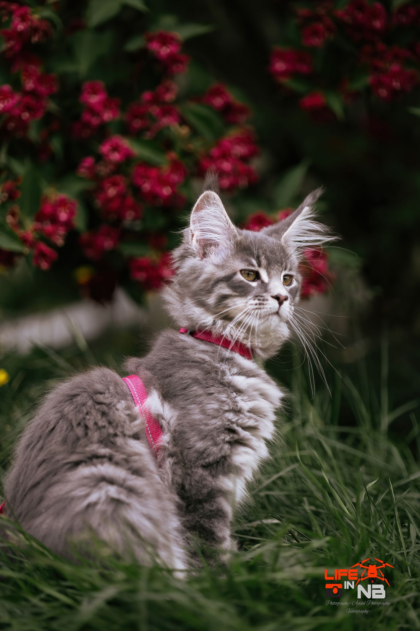 A fluffy young maine coon cat with a pink harness plays in green grass with red flowers in the background in Saint John