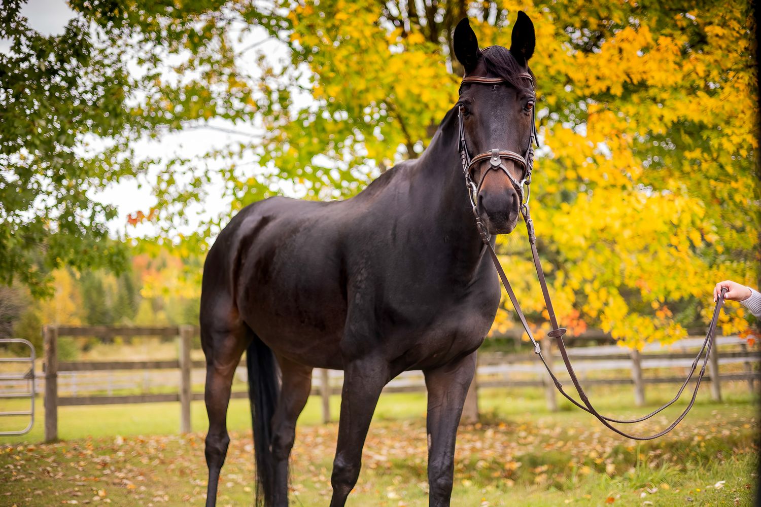 a Horse stands majestically against vibrant yellow autumn foliage in outdoor setting, Quispamsis, NB