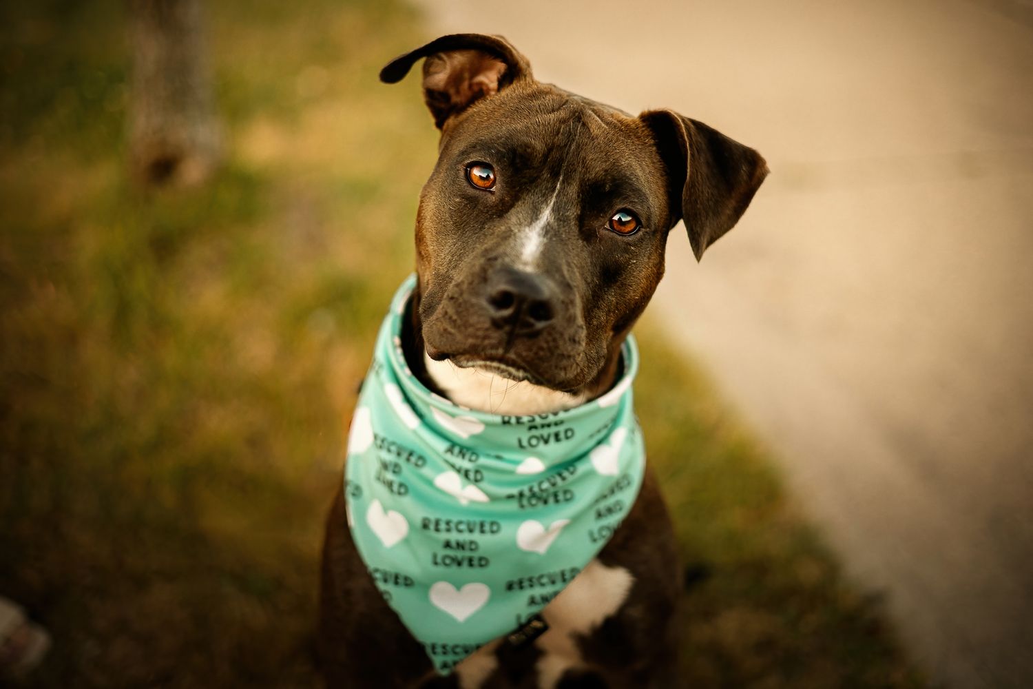 A brown and white pit bull puppy wearing a mint green bandana looks at the camera with soulful eyes, in Saint John Park