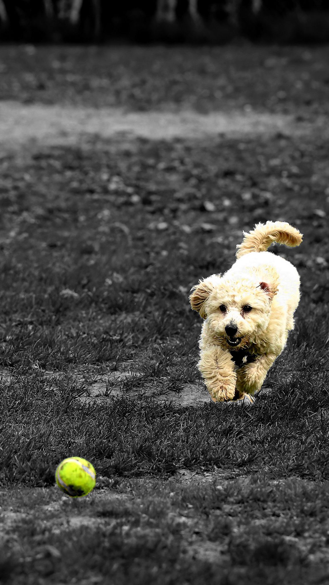 Small white fluffy dog chasing after a bright yellow tennis ball on dark ground in a sequence of action shots, in Saint John Dog park