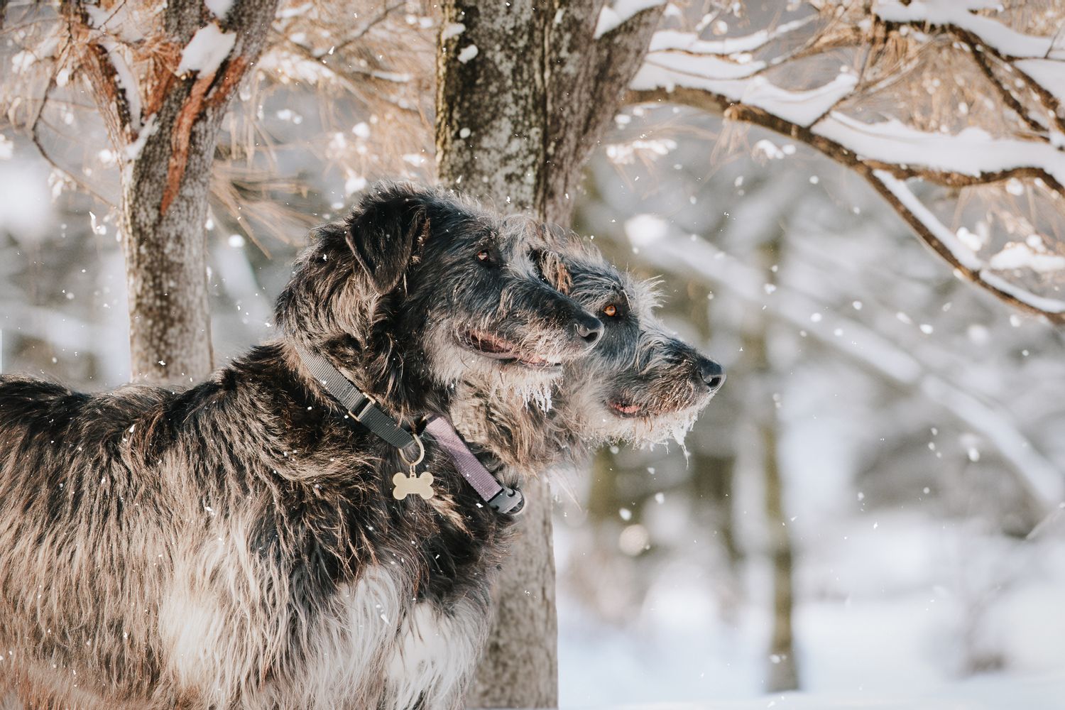 A large wolf with thick fur stands alert in a snowy winter forest landscape.