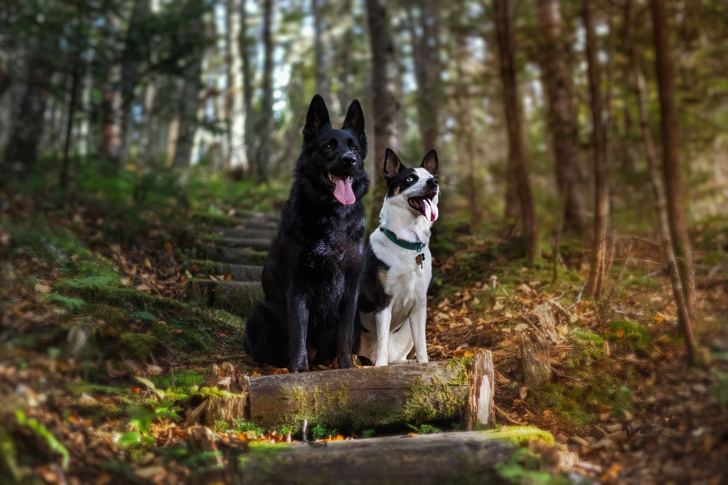 Two dogs sitting together in a sunlit autumn forest with fallen leaves on the ground.