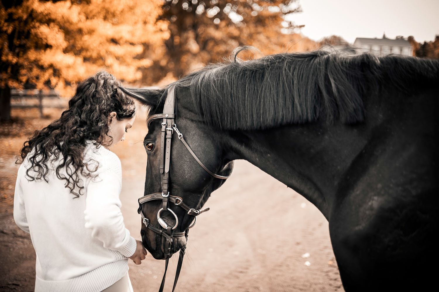 A close-up view of a black horse's head and mane against a white background, Quispamsis, New Brunswick