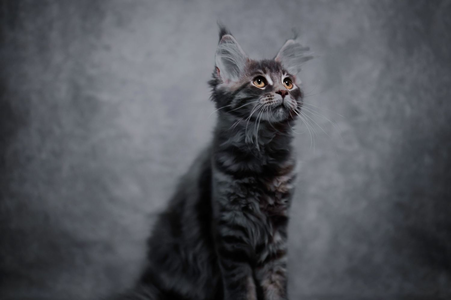 A young maine coon cat, in front of a studio background, grey on grey, looking upwards and to the right, in Saint John