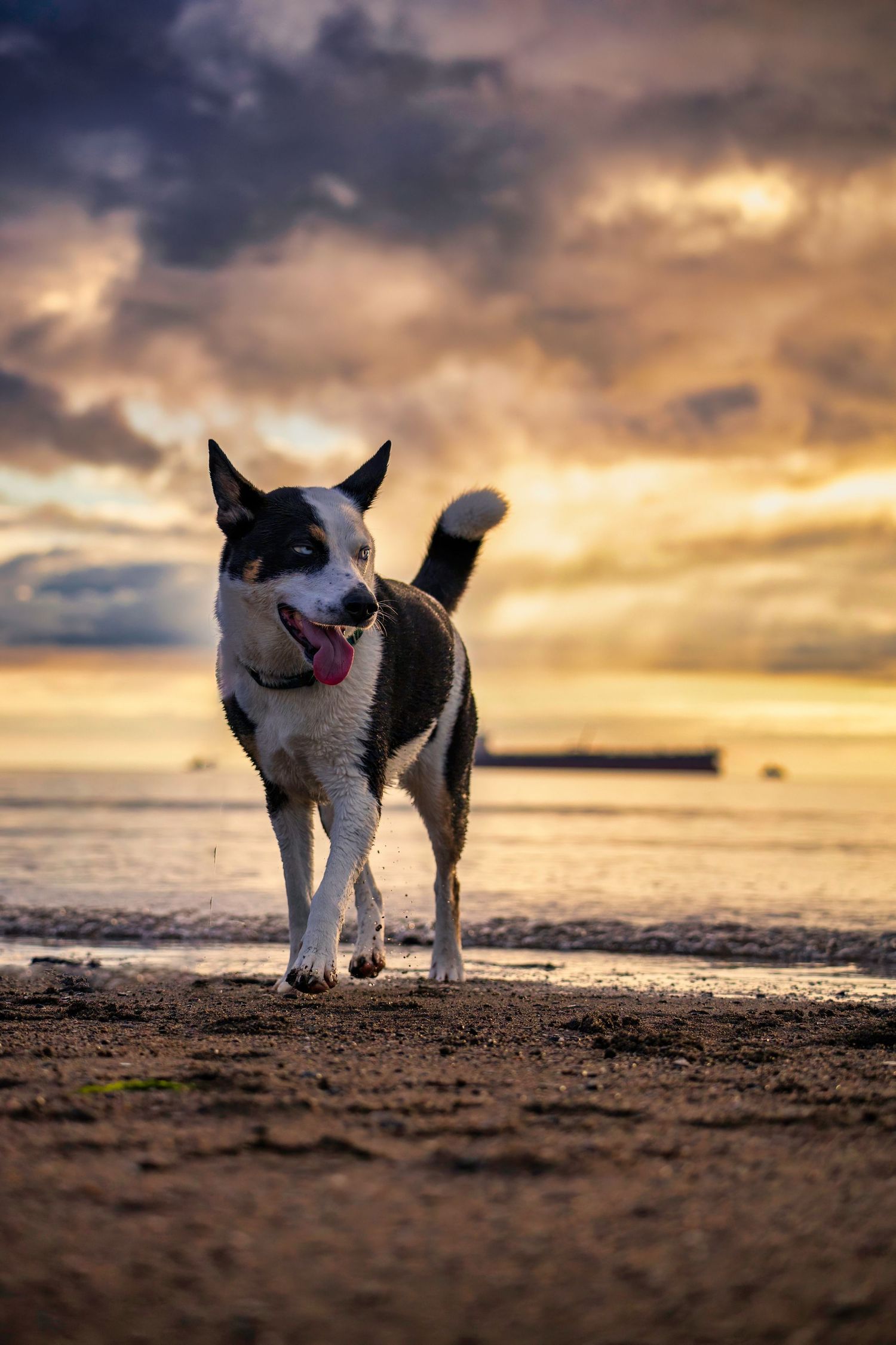A dog playing on beach at sunset with dramatic golden sky and clouds in Saint John, NB.