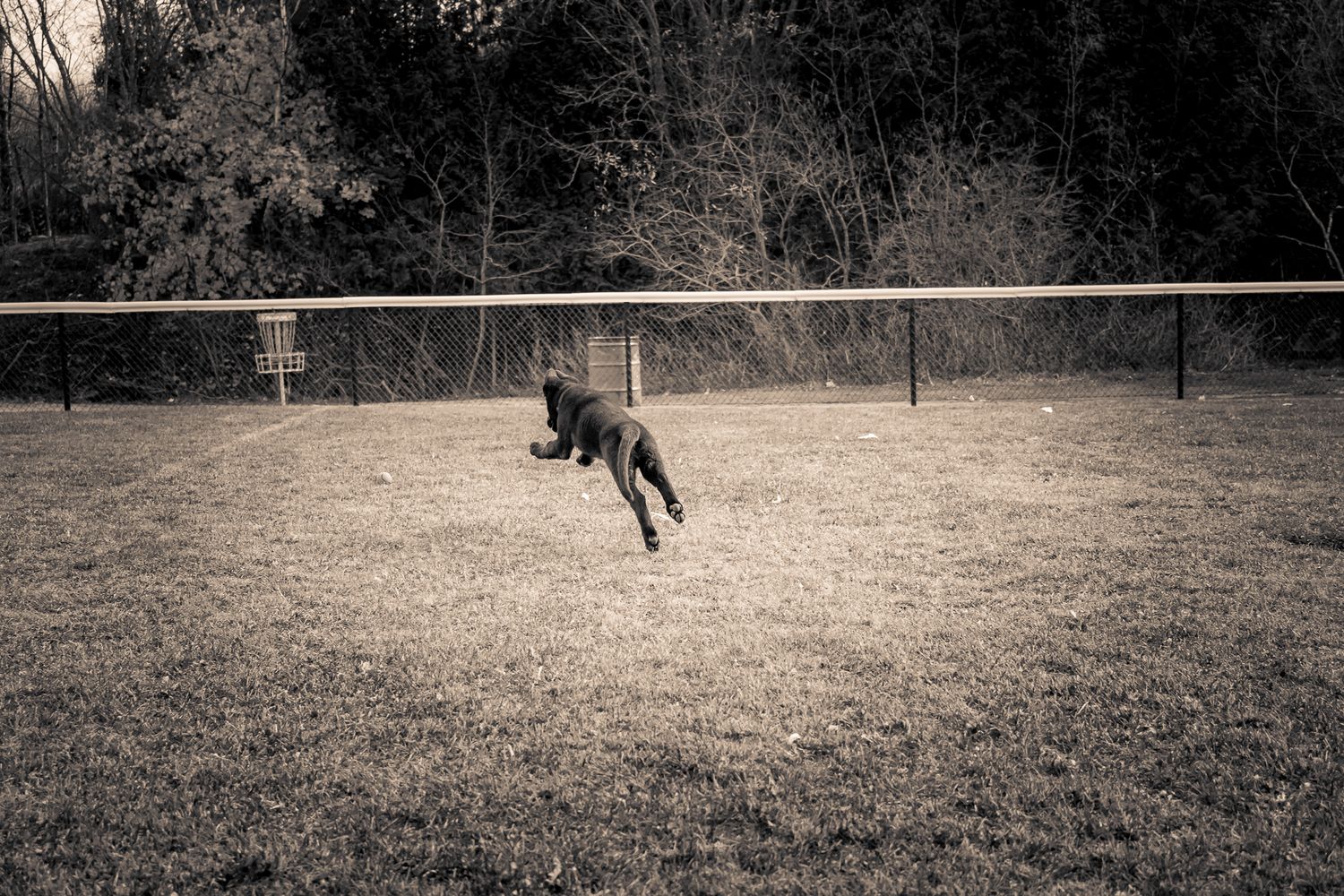 An action shots showing a young german shepherd puppy leaping and running across a grassy field in black and white photography.