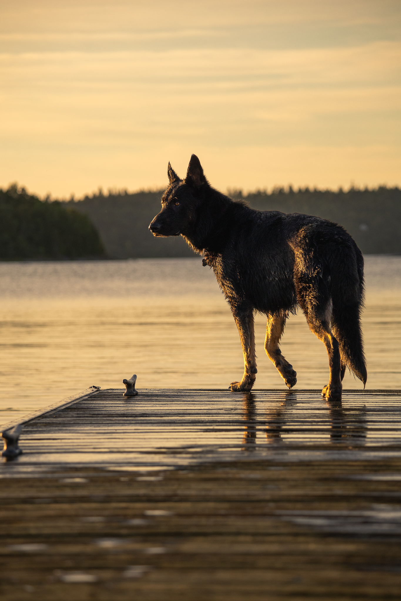 A German shepherd silhouetted on a wooden dock at sunset, casting a reflection on the tranquil lake water in Saint John.