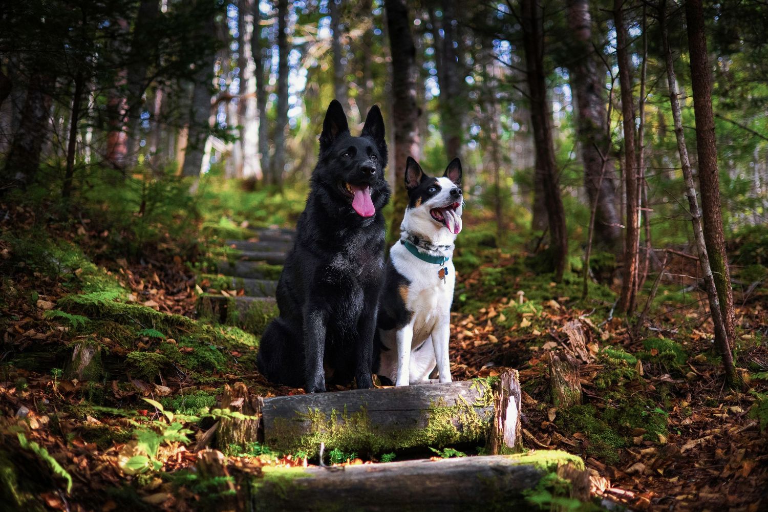 Forest scene with sunlight filtering through trees and autumn leaves on ground with two dogs sitting on moss covered wood steps, Saint John.