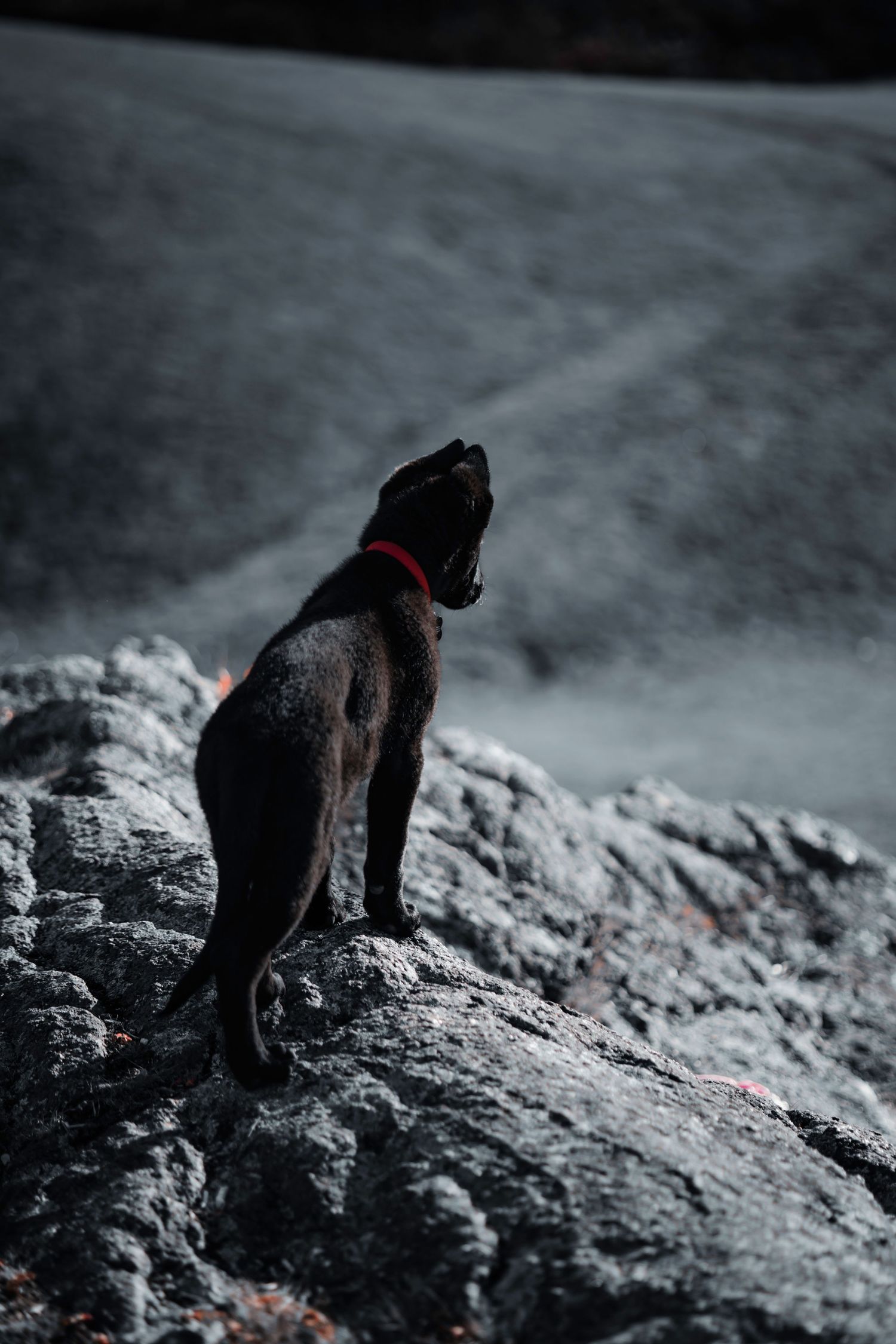 A black German Shepherd puppy silhouette standing on rocky terrain in dramatic black and white photography in Saint John.