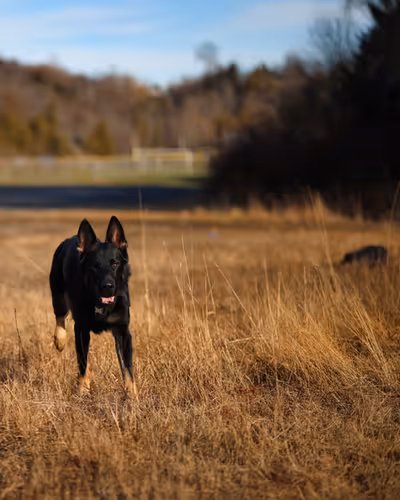 A Black and Tan German Shepherd running thru a field, in late Fall in Saint John, NB