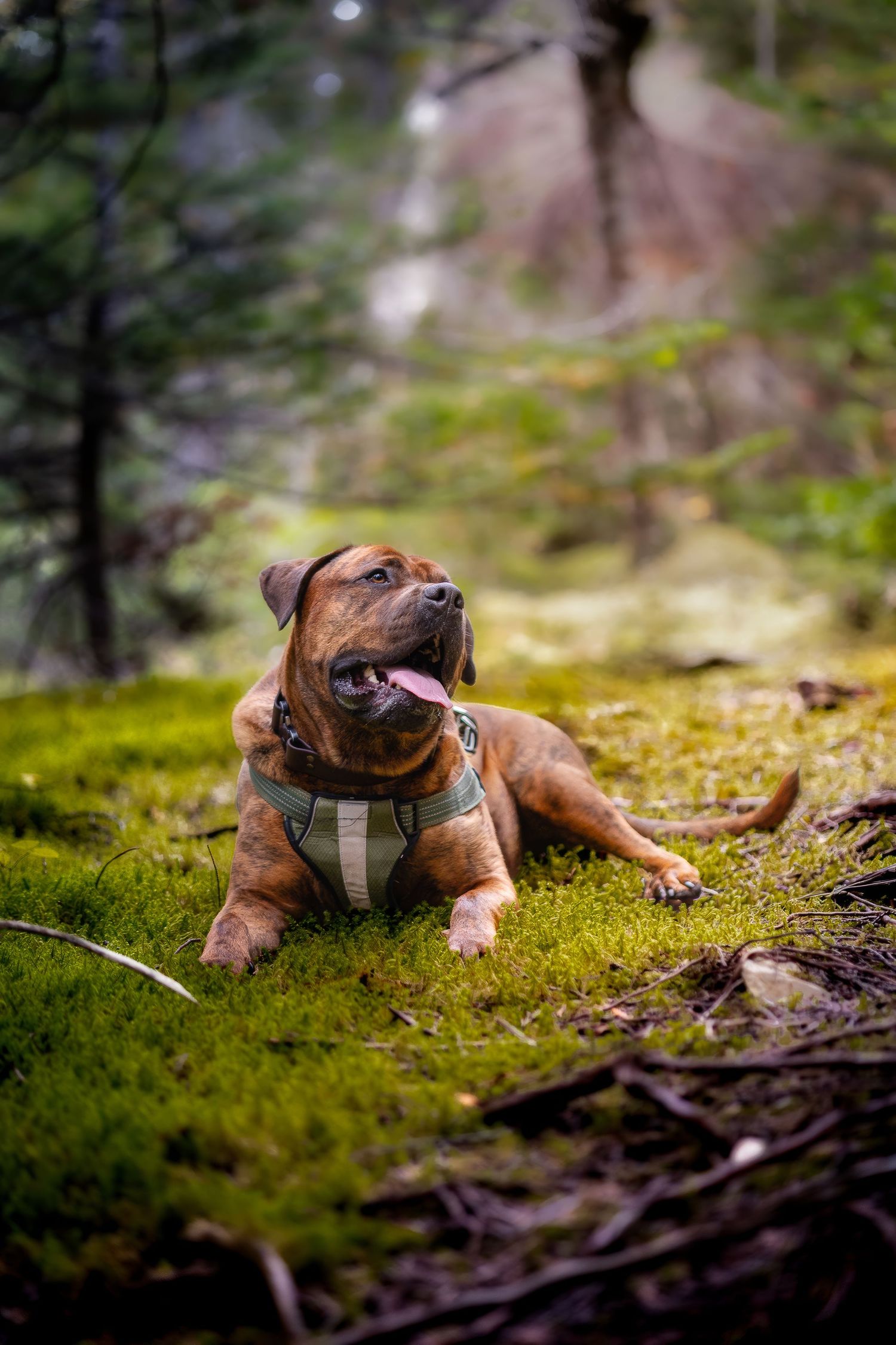 A brown pit bull wearing a harness lies on mossy forest ground while looking up with tongue out.
