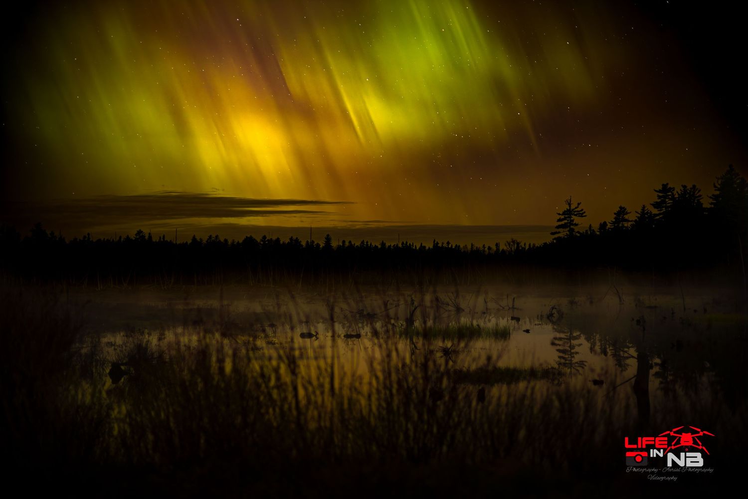 Northern lights display vibrant yellow and green colors over dark marshy landscape, the lights reflecting off the water in New Brunswick.