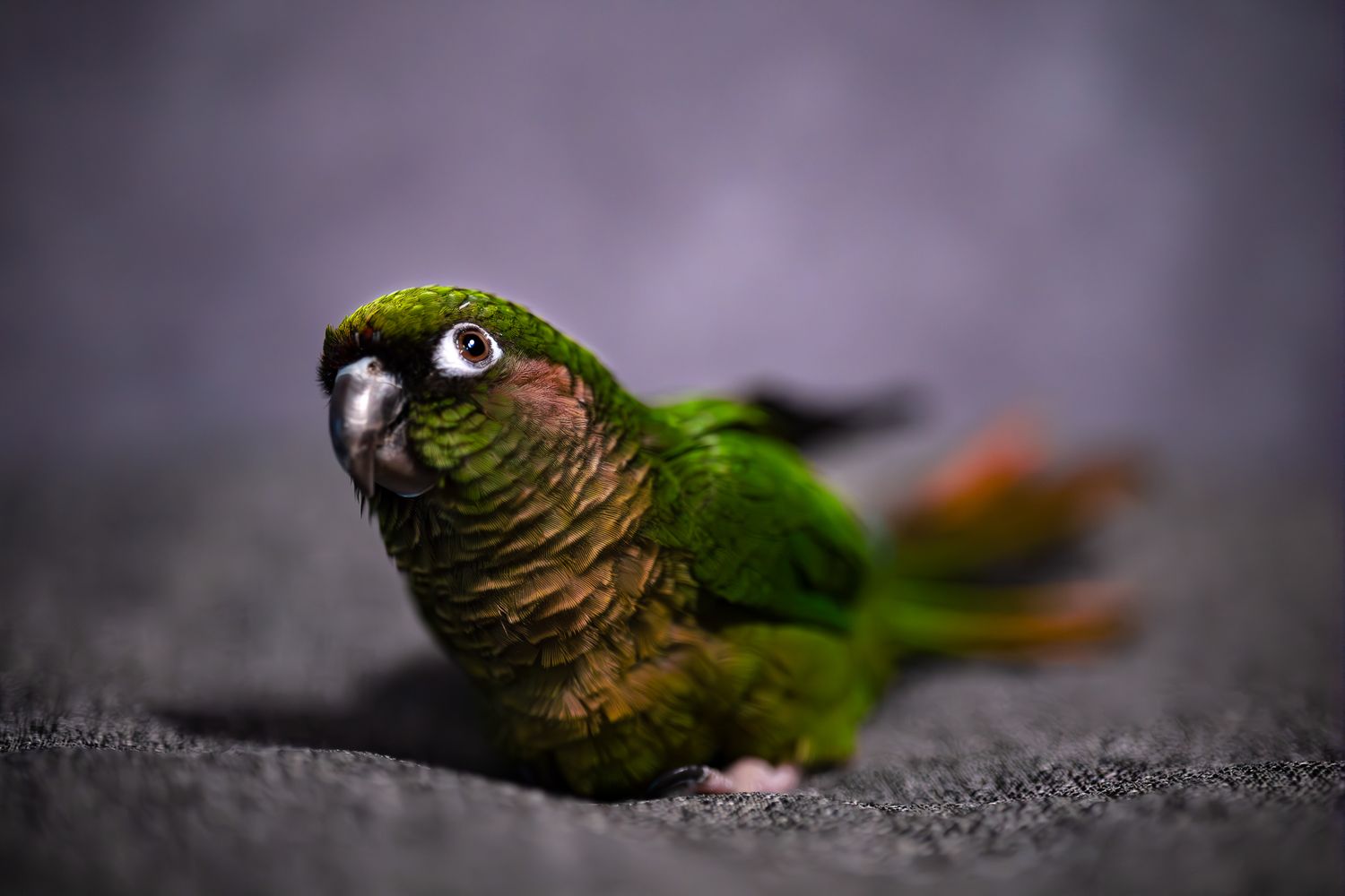 A small jade maroon bellied conure parrot with orange tail feathers rests on a textured gray surface in soft focus lighting, Saint John