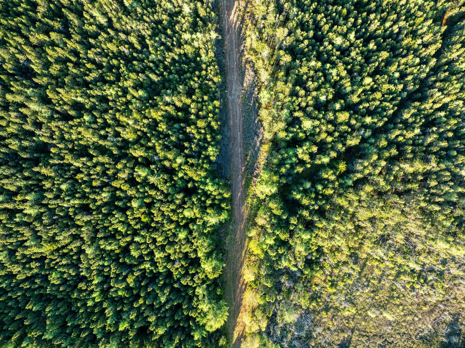 Aerial view of straight road cutting through dense green forest canopy, featuring 50 acres in Quispamsis, NB.