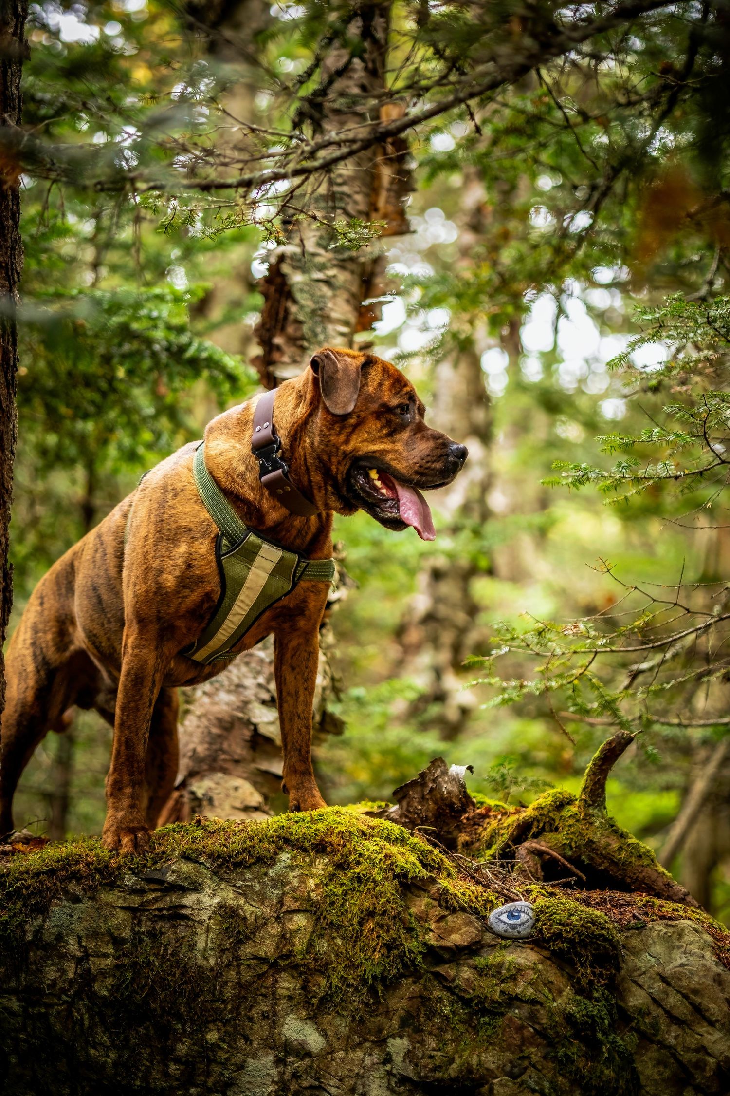 A brown dog posing on mossy log in lush green forest setting in a forest near Saint John, NB.