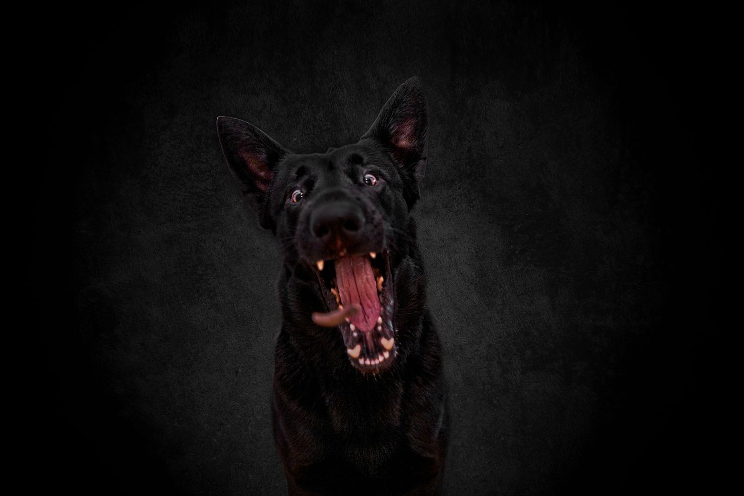 A black dog with glowing red eyes emerges from darkness creating an eerie supernatural effect.