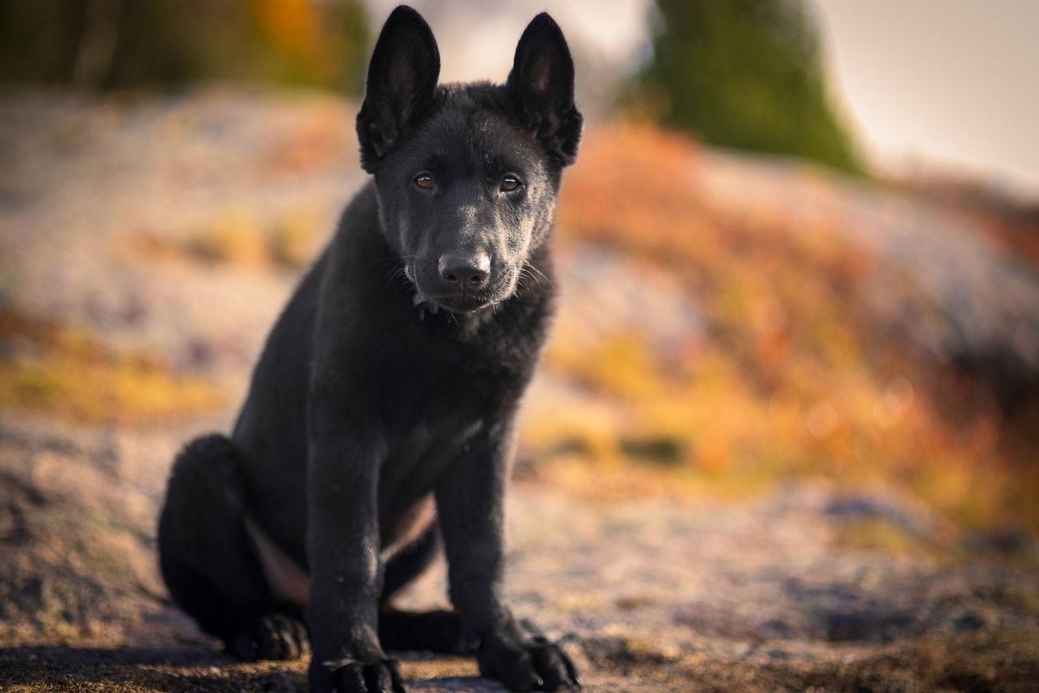 A Black German Shepherd puppy sitting on rocky terrain in autumn setting in Saint John, staring intensely at the camera.