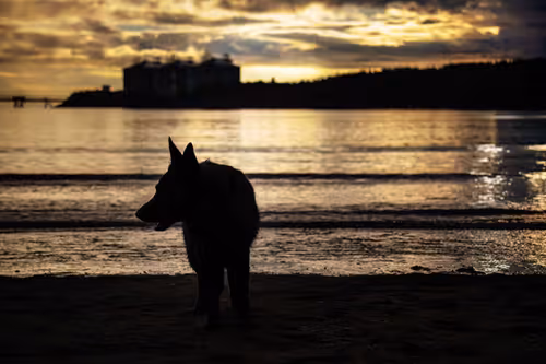A late golden hour shot taken on a beach featuring the silouette of a black german shepherd with light waves rolling into beach, Saint John.