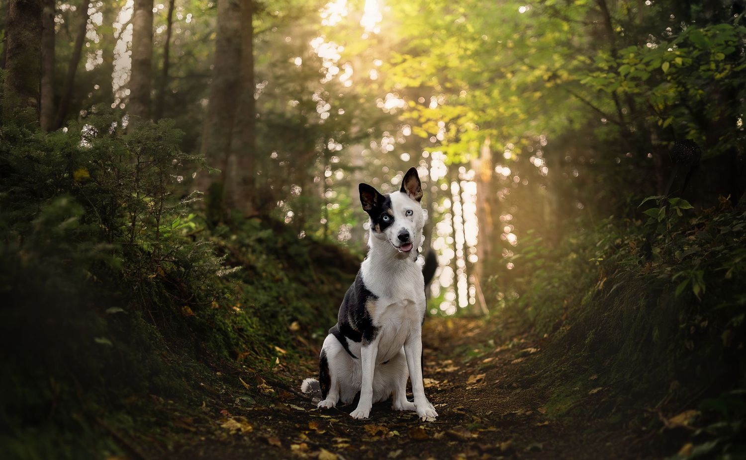 A black and white Border Collie sits attentively on a forest path during golden hour sunset.