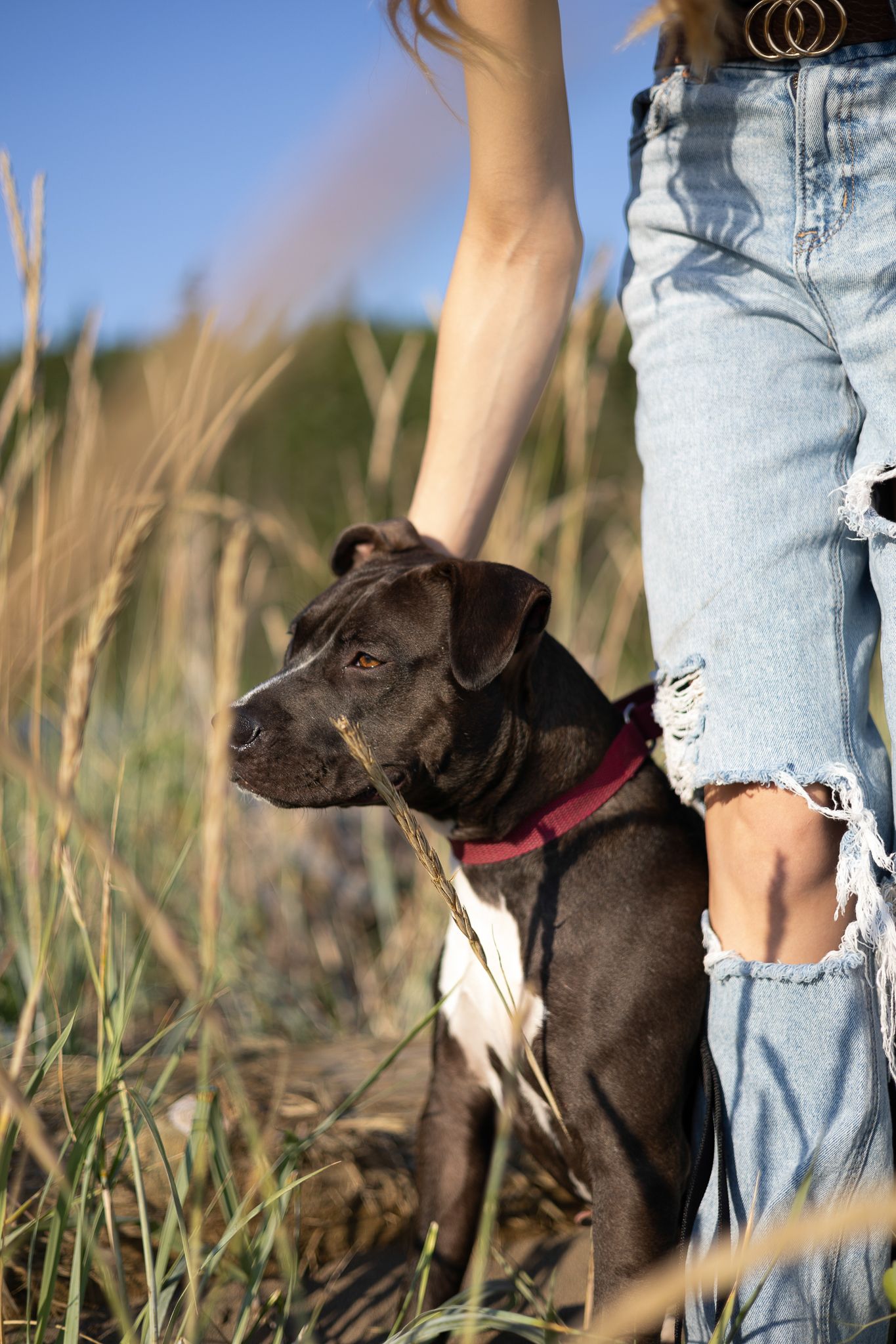 Black and white pit bull mix wearing red collar stands in tall grass next to a woman in ripped jeans in Saint John, NB
