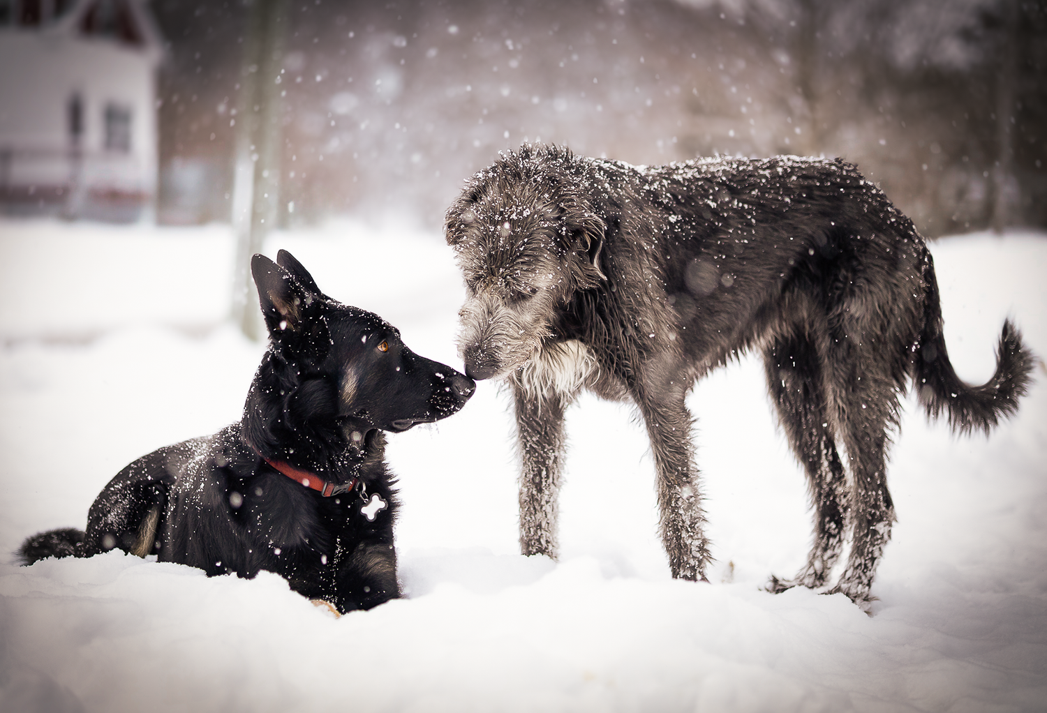 Two large dogs, black and gray, touching noses in snowy Saint John