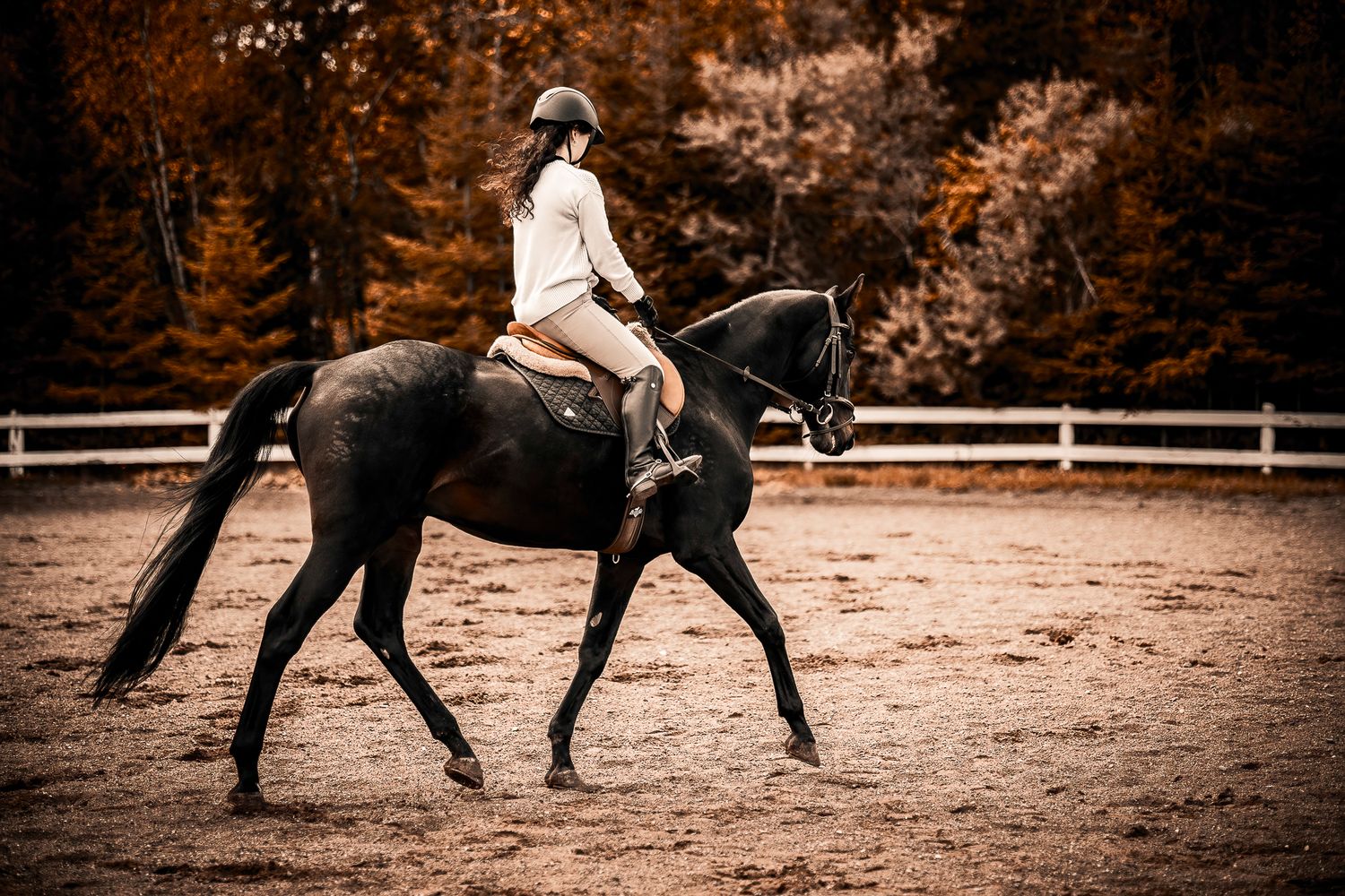 An image of equestrian training movements shown in sepia tones on a dirt arena with white fencing, Quispamsis, New Brunswick