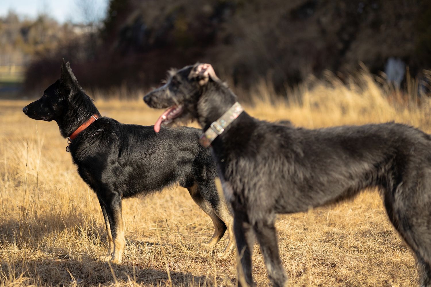 a black and tan shepherd standing at attention beside a gray irish wolfhound in a tan field in late fall, in Saint John, NB.