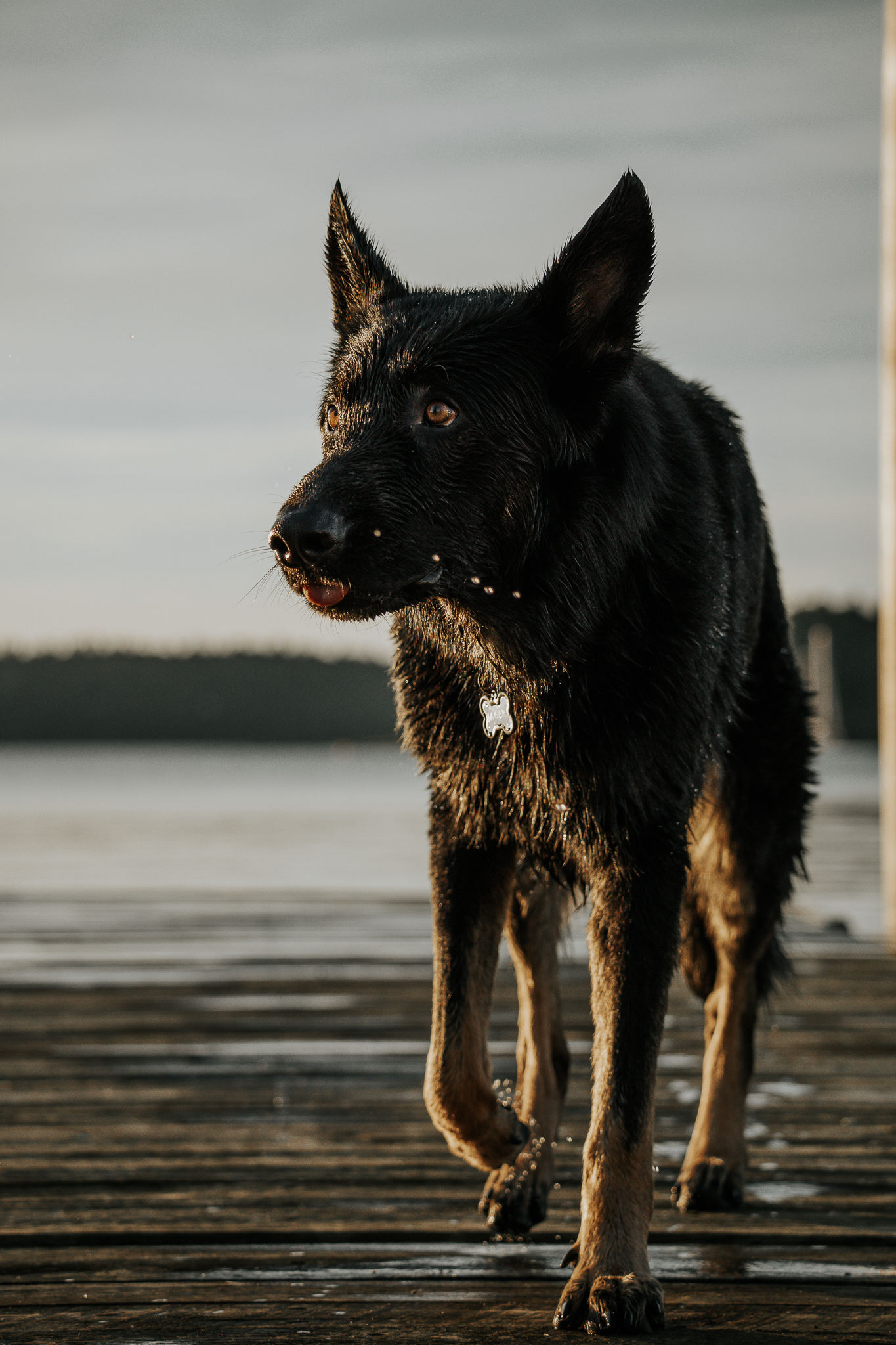 A black and tan German Shepherd stands on a wet dock at sunset with dramatic backlighting creating a silhouette effect in Saint John.
