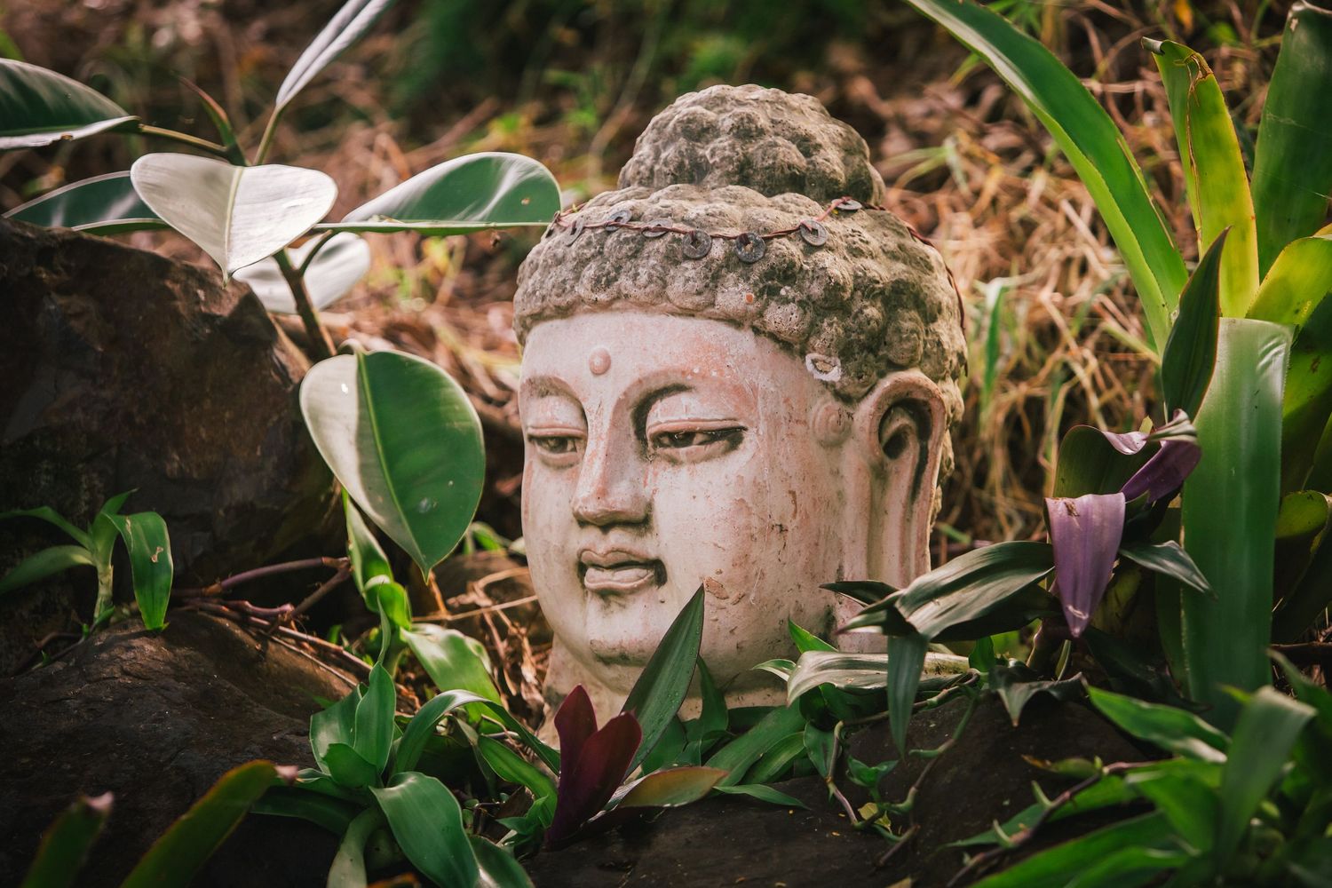 Stone Buddha head statues nestled among lush green plants and foliage.