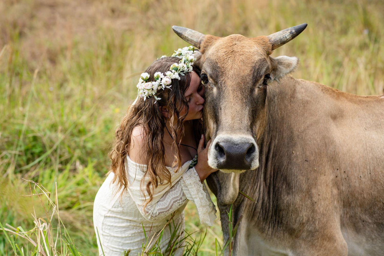 A brown cow with horns stands in a grassy field while being photographed from different angles.