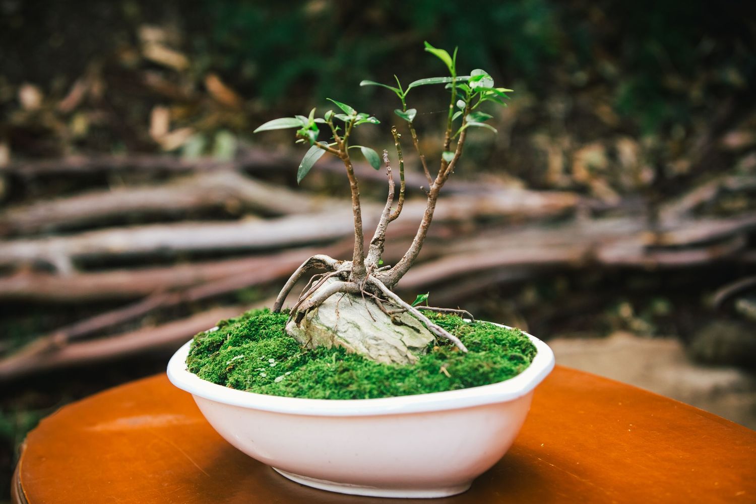 Small green plant growing in white ceramic bowl with moss against wooden surface.candid wedding photography Gold Coast