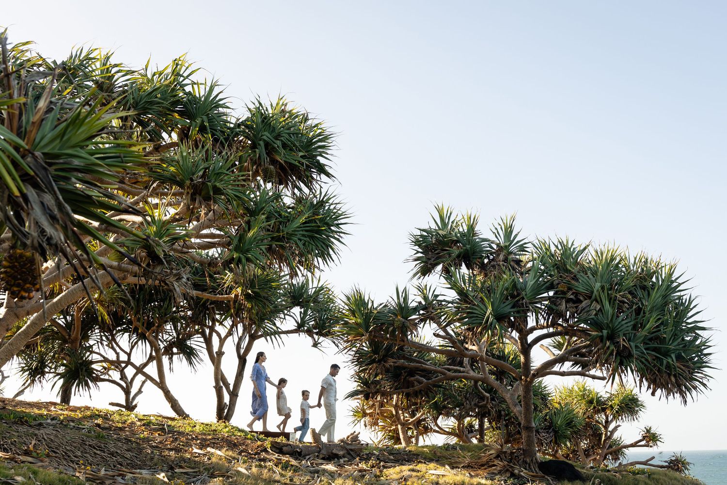 Palm trees sway against a bright blue sky at a coastal beach location.Fingal head family photos -  New South Wales